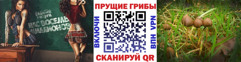 ссылка на мегу   Петухово  Галлюциногенные грибы Psilocybine cubensis 